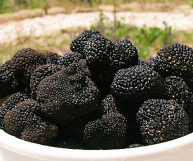 In una scodella bianca, numerosi tartufi neri pronti per essere tagliati a fettine, grattugiati o soffritti con olio e aglio per condire piatti prelibati