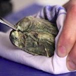 Ostriche limone e pepe