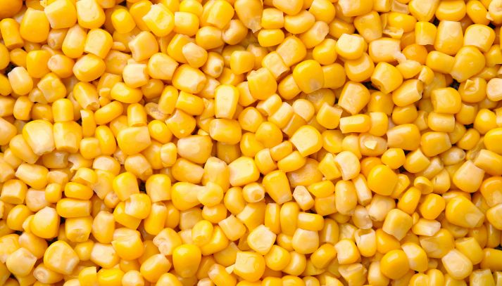 Chicchi di mais dalle dimensioni regolari e dal colore giallo vivo che tende all'avorio nella parte dell'attaccatura alla pannocchia; vista dall'alto