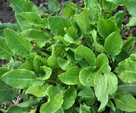 Foglie di acetosa, una pianta erbacea poco usata in cucina ma molto gustosa; sono sode e ancora piantate nel terreno; inquadratura dall'alto