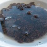 Budino di mele e amaretti