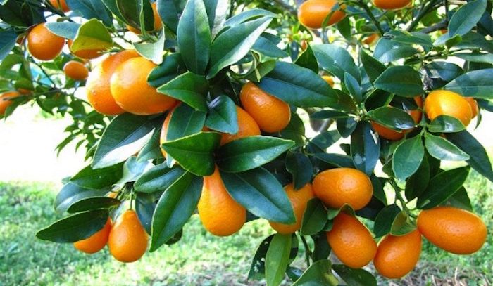 Kumquat, caratteristiche e ricette