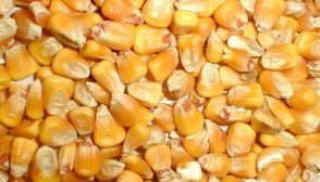 Mais o granoturco, caratteristiche e ricette