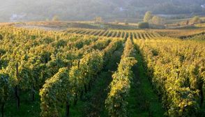 I vini DOC della Lombardia