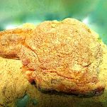 Costolette di maiale ripiene