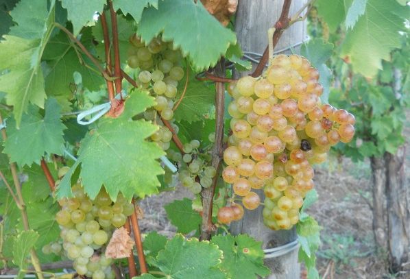 I vini DOC del salernitano in Campania