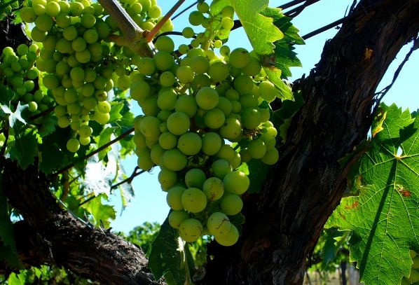 I vini  DOC dell’Aquila in Abruzzo