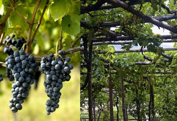 I vini DOC della Campania