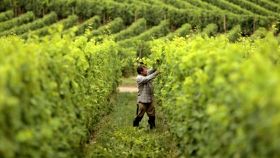 I vini DOC di Campobasso nel Molise