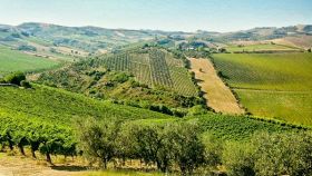 I vini DOC di Ascoli Piceno nelle Marche