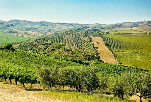 I vini DOC di Ascoli Piceno nelle Marche