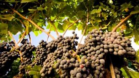 I vini DOC di Lecce in Puglia