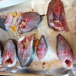 Ombrina su crema di zucchine