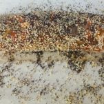 Bocconcini di salmone