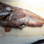 Cernia bruna al forno