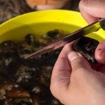 Pulizia delle cozze con il coltello