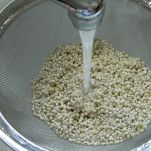 Orzo con fave e pancetta