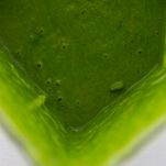 Insalata di lattuga e funghi