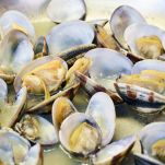 Detail cooking of Clams in a pan