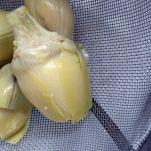 Piselli con carciofi