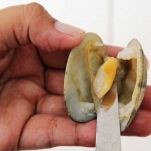 Spaghetti con vongole e pomodori