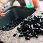Vermicelli con le cozze