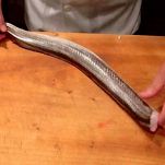 Brodetto alla gradese