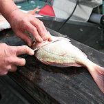 Brodetto alla gradese