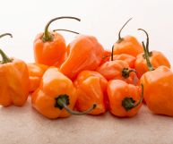 Una manciata di habanero arancioni, dalla tipica forma a lanterna, rigonfia e soda. I peperoncini, tra i più piccanti al mondo, sono appoggiati su un fondo dalla tonalità chiara