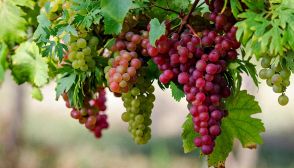 I valori nutrizionali dell'uva