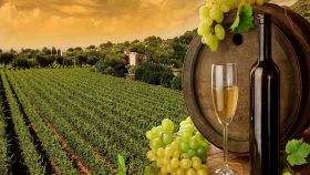 Viaggio nei vigneti della Toscana con 5 vini ed i suoi abbinamenti