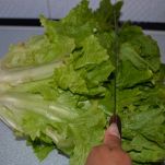 Polpettine di scarola