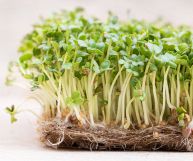 Composizione dei germogli di senape: foglie, cime fiorite e semi