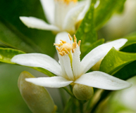 Acqua di fiori di arancio: proprietà, benefici ed effetti collaterali