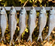 Le caratteristiche degli agoni sono molto speciali: scopriamo insieme quali sono, quali sono i loro valori nutrizionali e i benefici legati al loro consumo