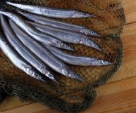 Le aguglie sono pesci molto speciali e con caratteristiche tutte da scoprire: vediamo quali sono i benefici legati alla loro assunzione nella dieta