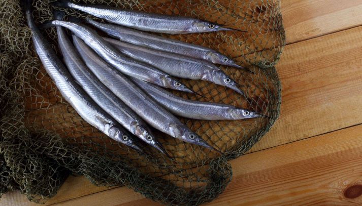 Le aguglie sono pesci molto speciali e con caratteristiche tutte da scoprire: vediamo quali sono i benefici legati alla loro assunzione nella dieta