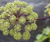 Una pianta ombrellifera dalle mille risorse: vediamo come possiamo impiegare l'angelica in cucina e migliorare la nostra alimentazione quotidiana