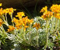 Viene utilizzata da secoli per la preparazione del Genepy: l'artemisia glacialis è una pianta dalle proprietà uniche