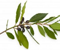 Bacche di alloro (lauro): proprietà e caratteristiche
