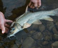 Si caratterizza per il suo sapore delicato e per le sue caratteristiche speciali che lo rendono unico: scopriamo di più sulle particolarità del barbo