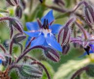 Scopriamo i benefici della borragine, erba selvatica usata in cucina e come rimedio fitoterapico