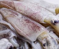 Calamaretti: tutte le proprietà, i valori nutrizionali e gli usi in cucina