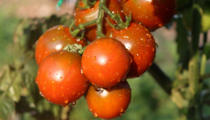 Pomodori sardi: sapore, valori nutrizionali e utilizzi