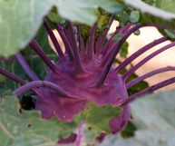 I benefici per la salute del cavolo rapa sono molteplici: vediamo quali sono le sue caratteristiche principali e i valori nutrizionali a esso collegati