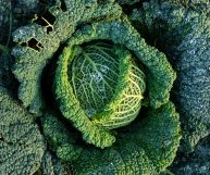 La sua forma sferica è ricca di foglie e di benefici: vediamo le caratteristiche e i valori nutrizionali del cavolo verza e come cucinarlo al meglio