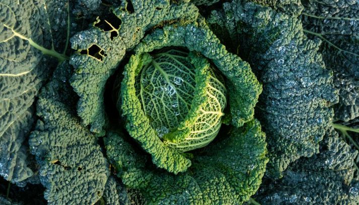 La sua forma sferica è ricca di foglie e di benefici: vediamo le caratteristiche e i valori nutrizionali del cavolo verza e come cucinarlo al meglio