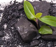 Un fertilizzante ma anche un valido aiuto in cucina: scopriamo come usarla nel modo corretto per la preparazione di olive in salamoia davvero speciali