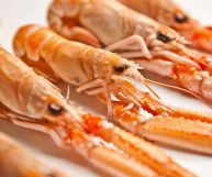 Code di scampi: caratteristiche principali, valori nutrizionali e benefici legati al consumo di questi crostacei impiegati nei primi piatti