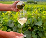 Colli Orientali del Friuli DOC Verduzzo Friulano, vino ottimo con il pesce e i dessert